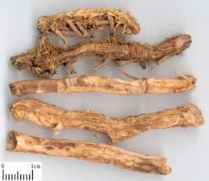 Natural Rhizoma Anemarrhenae Extract 10: 1