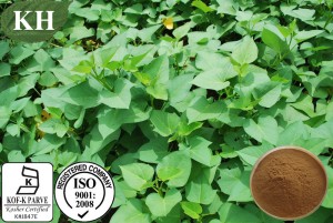 Factory Supply 100% Natural Sweet Potato Leaf Extract